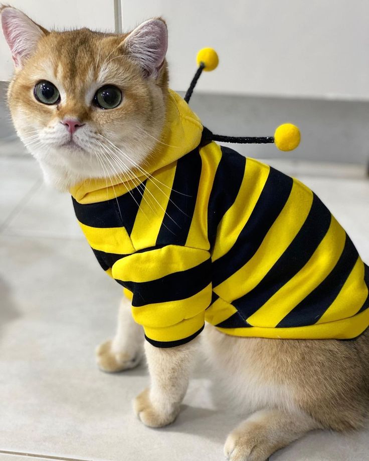 Gato usando moletom listrado de abelhinha feito em casa