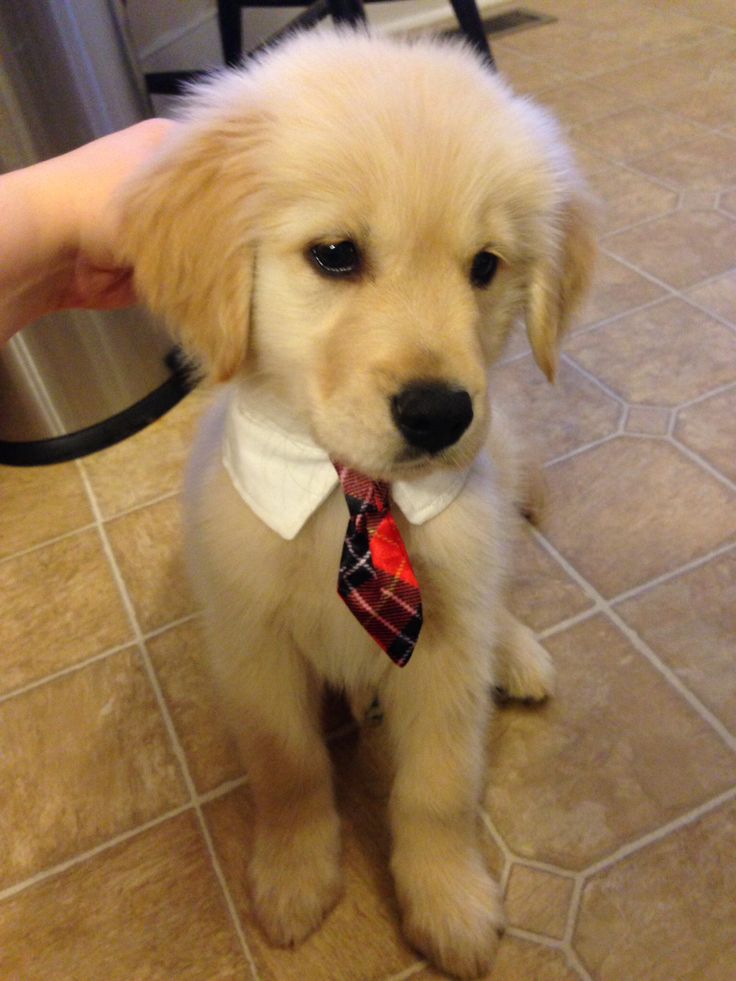 Cachorrinho golden retriever usando camisa branca com gravata xadrez feita em casa